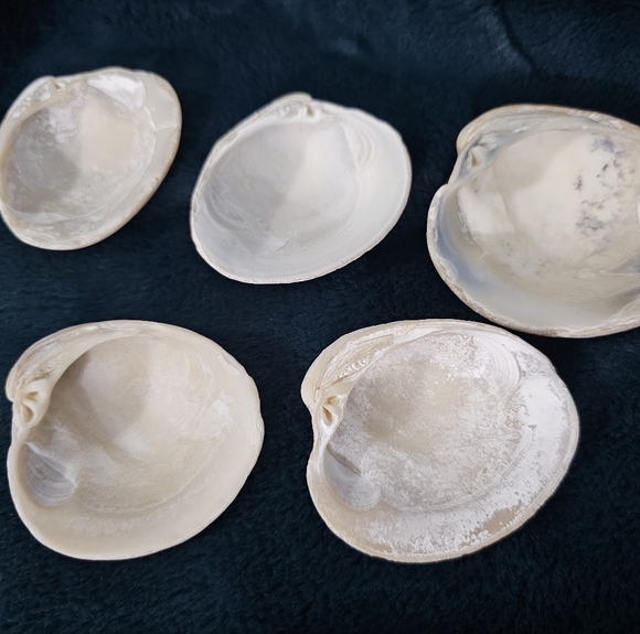 3 Random Large Natural Sea Shells - Picture 11 of 12